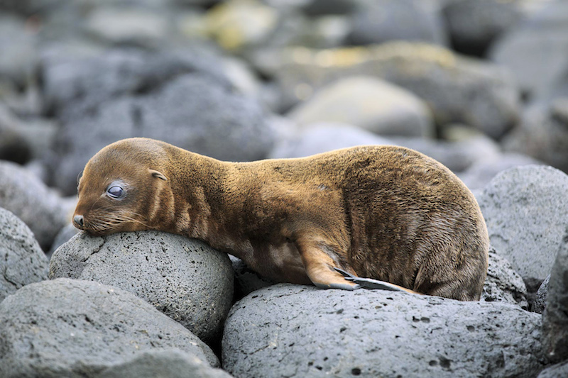 ECUADOR, Galapagos, Sealion on cliffs at South Plaza Island, sea lion pups