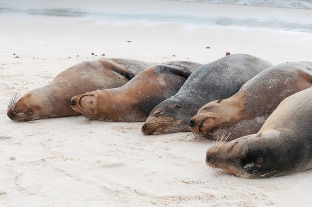 sealions