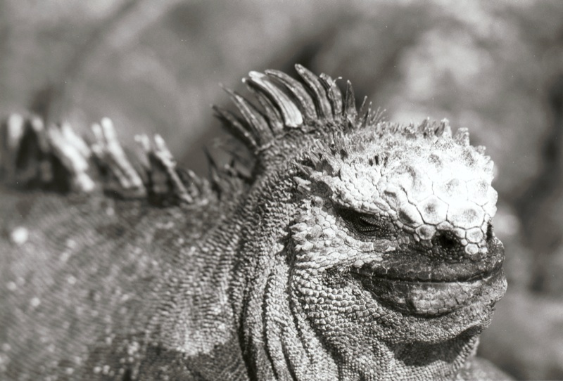 up close encounters with the galapagos islands