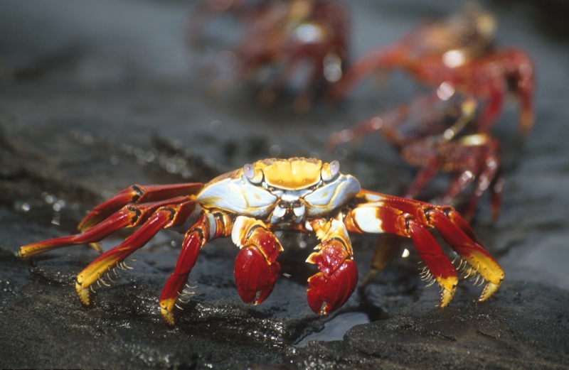 up close encounters with galapagos islands